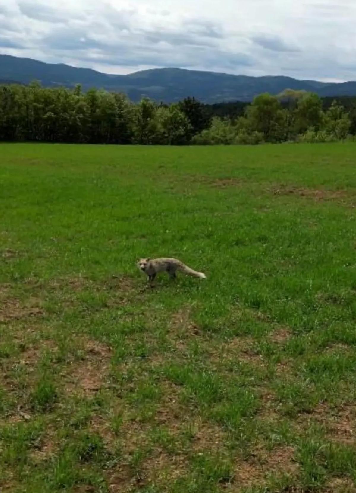 Kastamonu’da Tilki ve Dron Manzaraları
