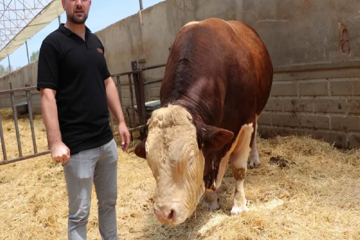 Kayseri’de 1,5 Tonluk Boğa Satışa Çıkarıldı