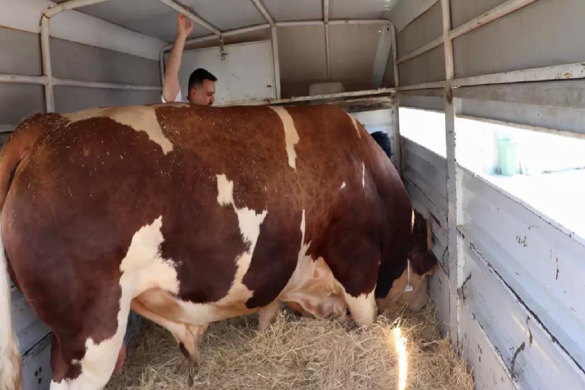 Kayseri’de Şampiyon Boğa Satışı