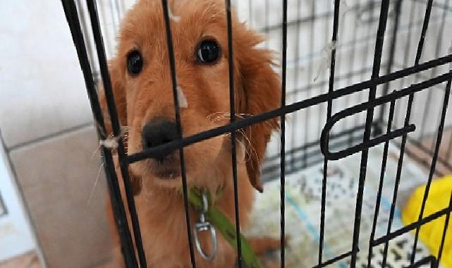 Kemer Belediyesi “Can dostlarına” sahip çıkıyor