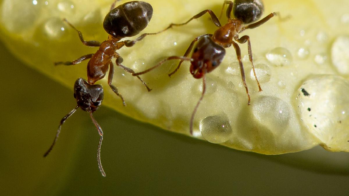 Kenya’da 2 Belçikalı 5 bin karıncayla yakalandı