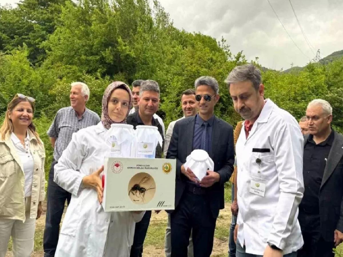 Kestane Gal Arısına Biyolojik Gayret