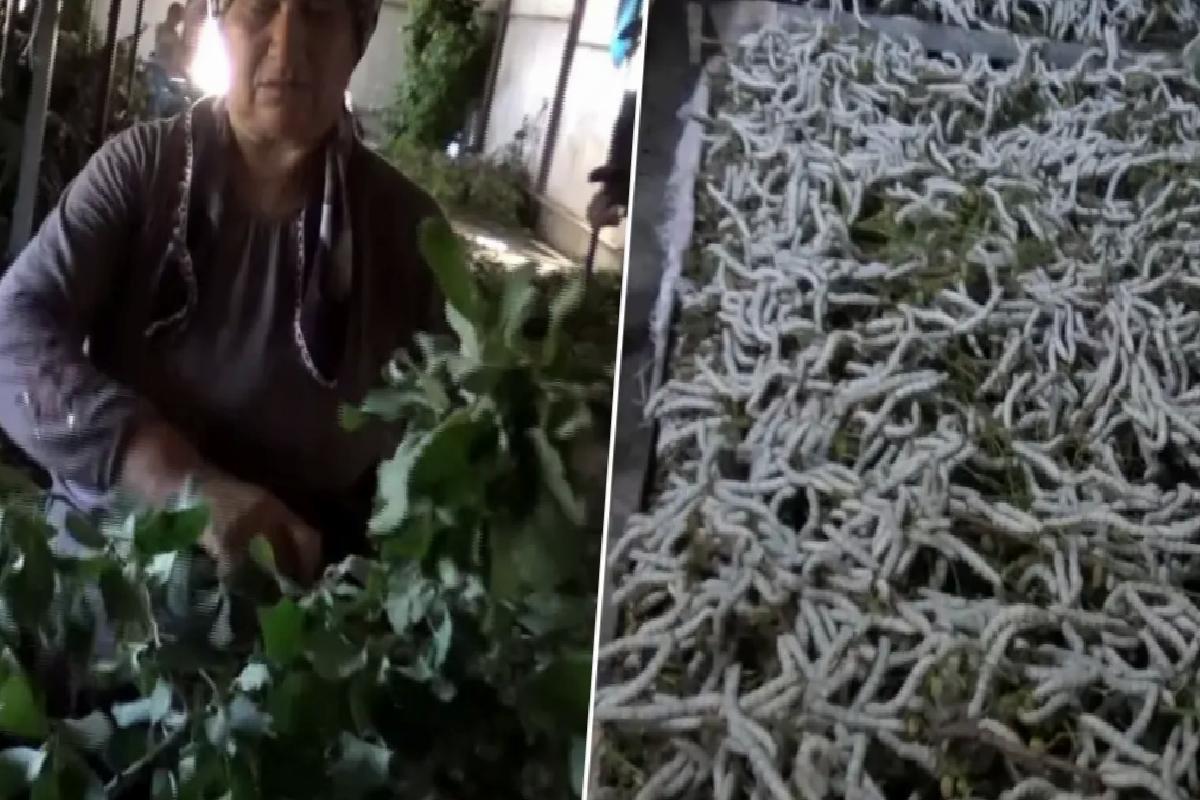 Kilosu 1000 liradan satılan eser 150 ailenin en değerli geçim kaynağı