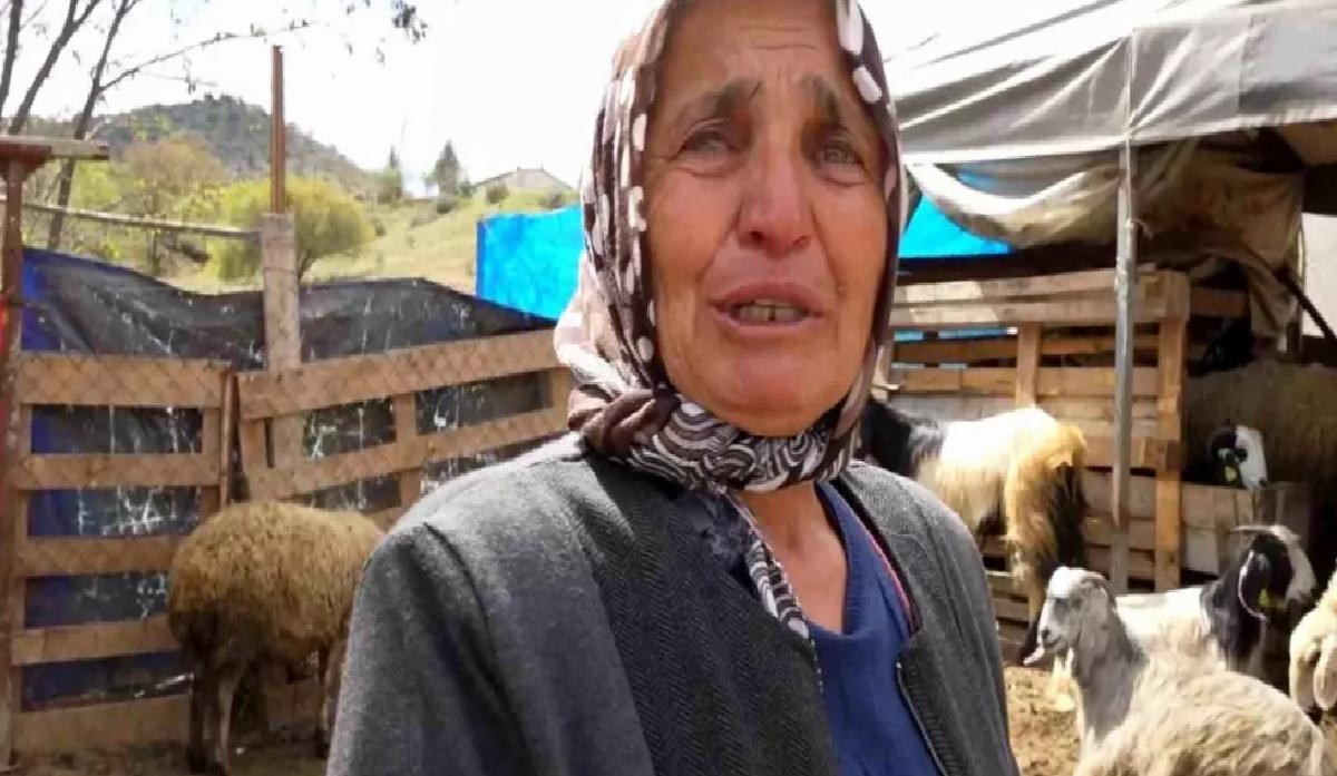 Kırıkkale’de Kurt Saldırısı: 24 Koyun Telef Oldu