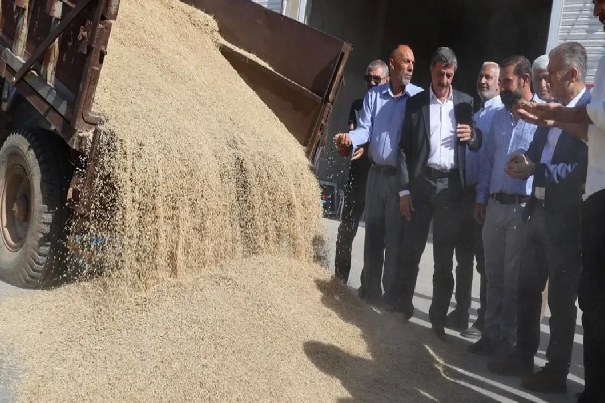 Kızıltepe’de Arpa Hasadı Başladı