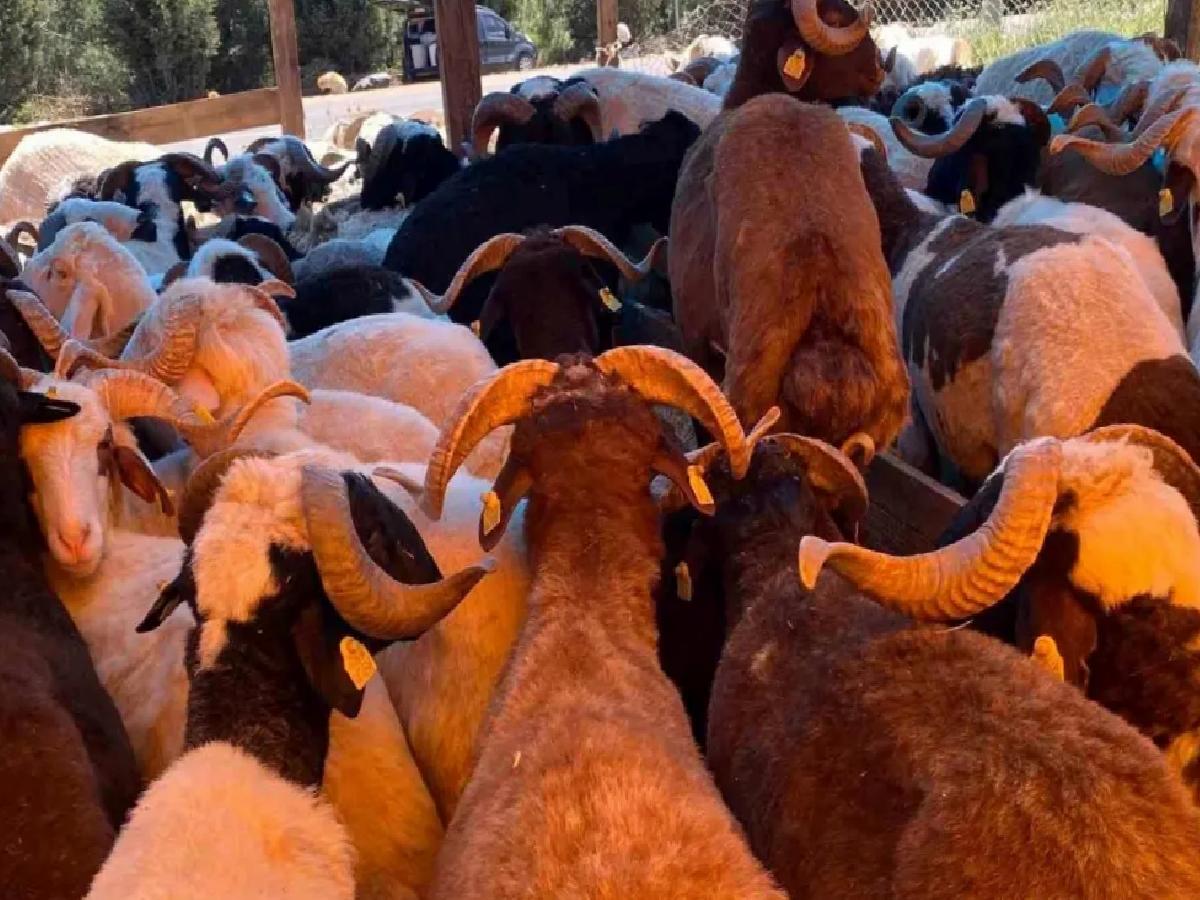 Kocaeli’de Kurbanlık Fiyatları Belirli Oldu