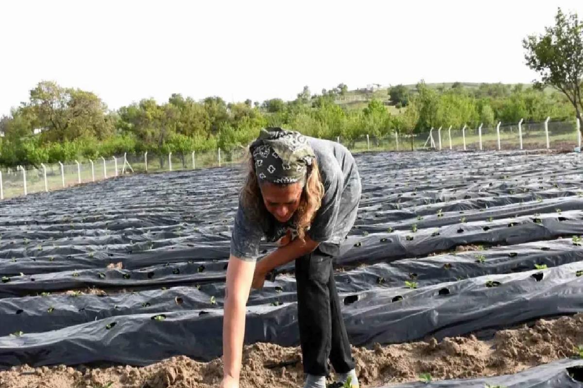 Korona sonrası tarıma yöneldiler