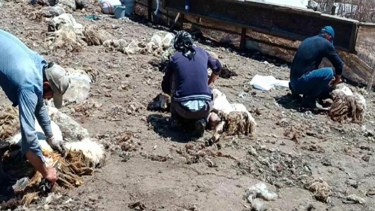 Kozluk’ta Göçerler Kuvvetli Kaidelerde Peynir Üretiyor
