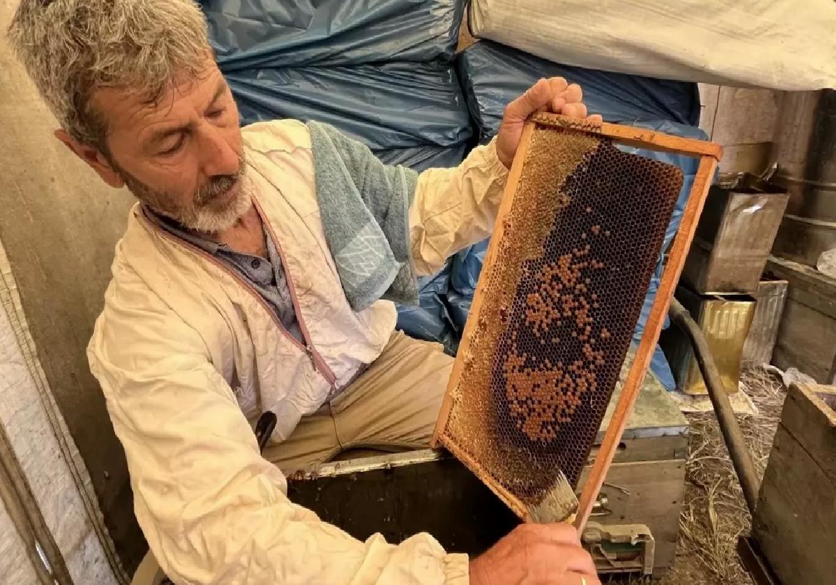 Kumluca’da Narenciye Balı Hasadı Başladı