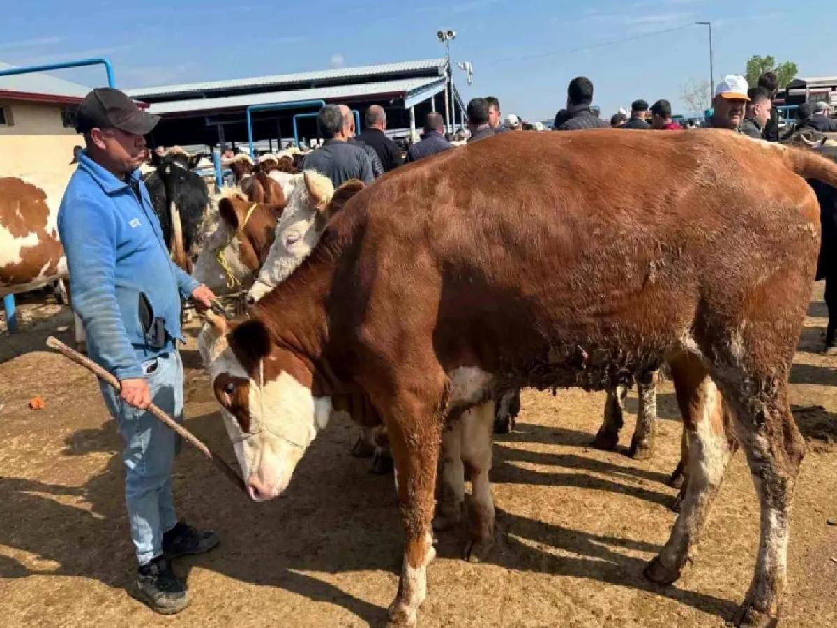 Kurban Bayramı İçin Hayvan Pazarında Hareketlilik