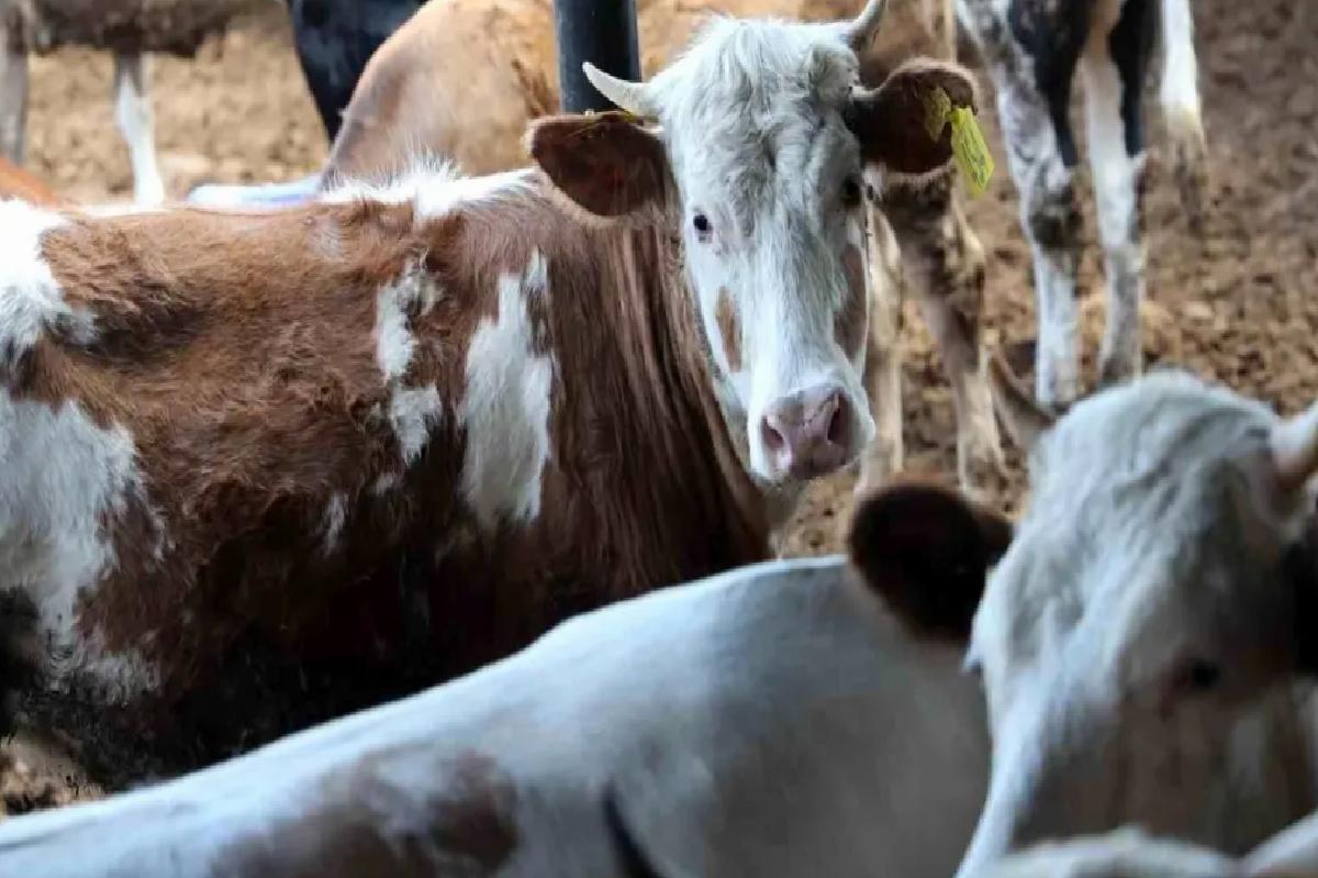 Kurban Bayramı’nda Büyükbaş Hayvana Talep Artıyor