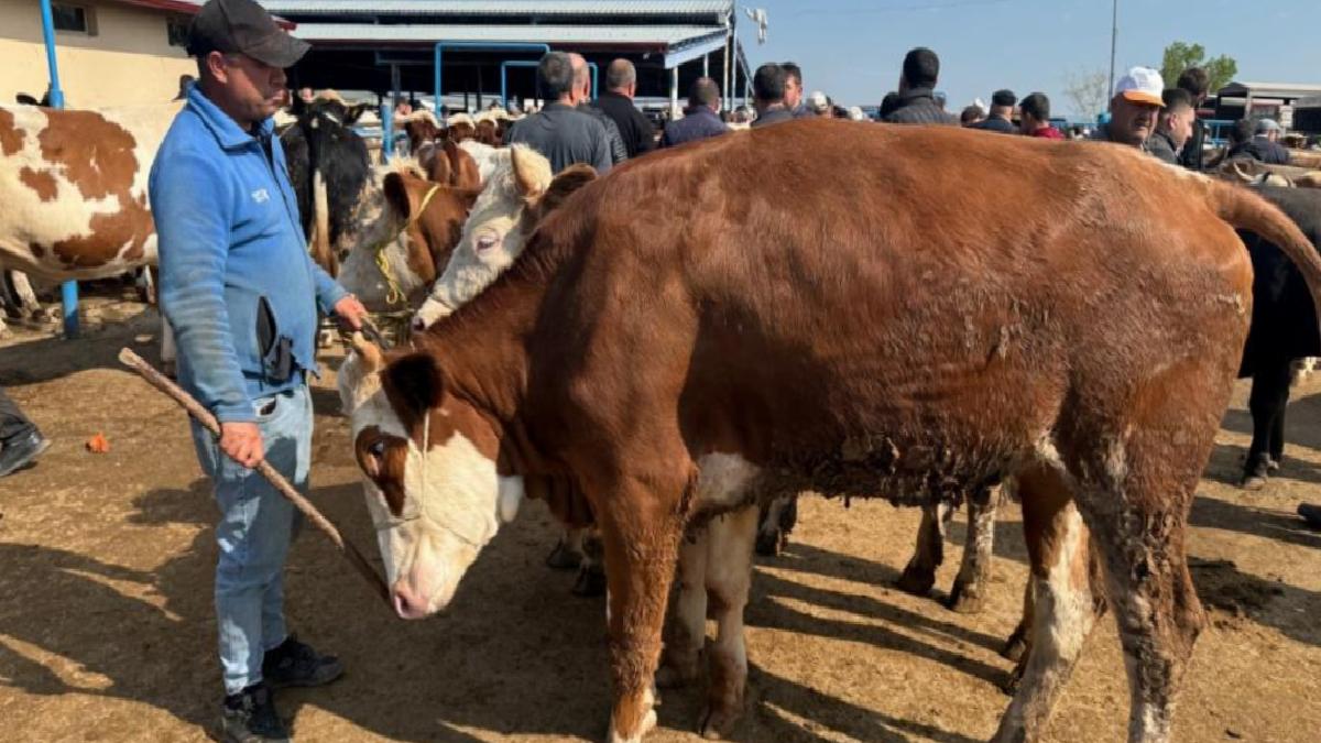Kurban hareketliliği başladı: Hayvan pazarlarında yoğunluk