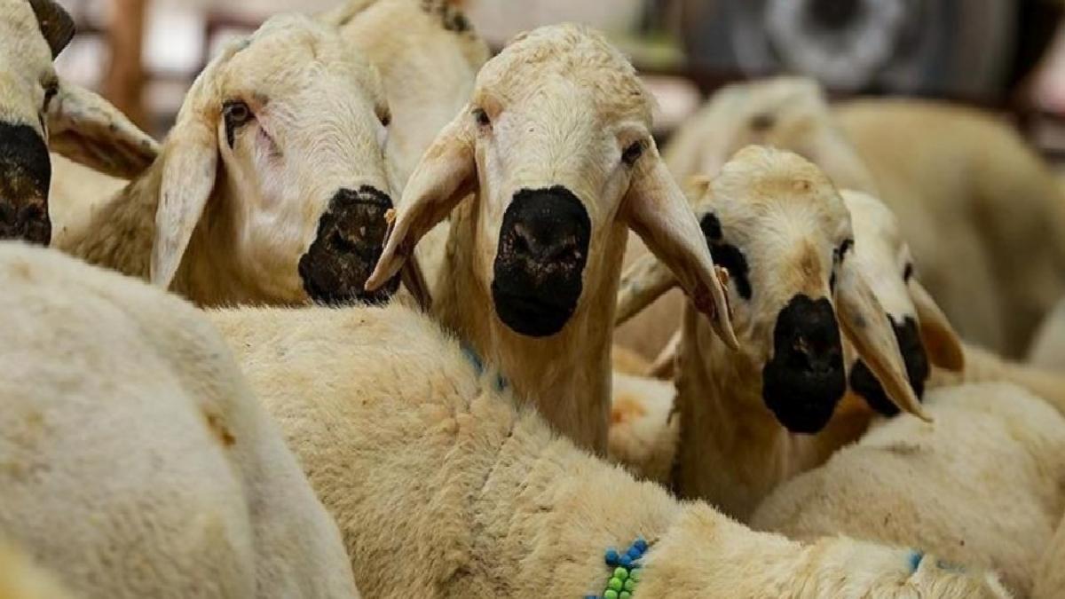 Kurban Hizmetlerinin Uygulanmasına Dair Bildirim, Resmi Gazete’de