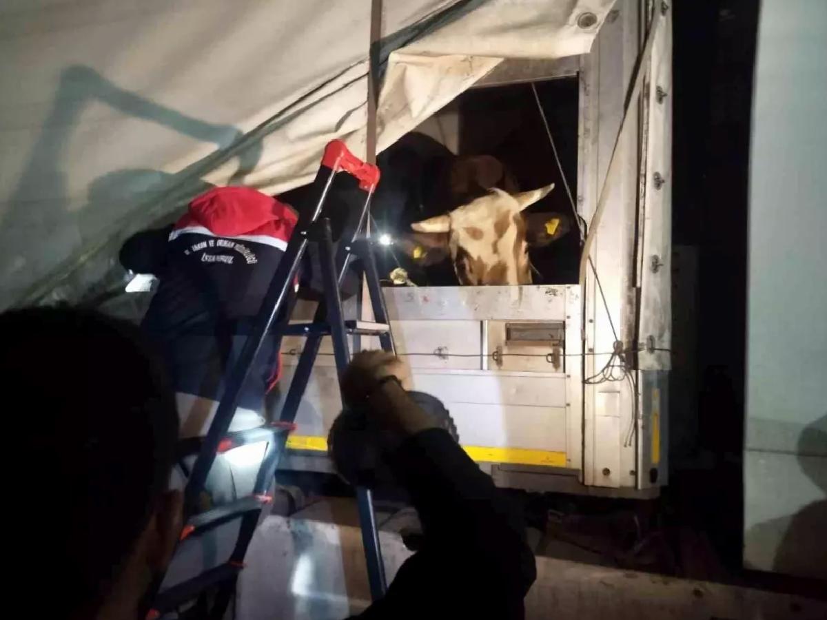 Kurbanlık Hayvan Sevkiyatı Başladı