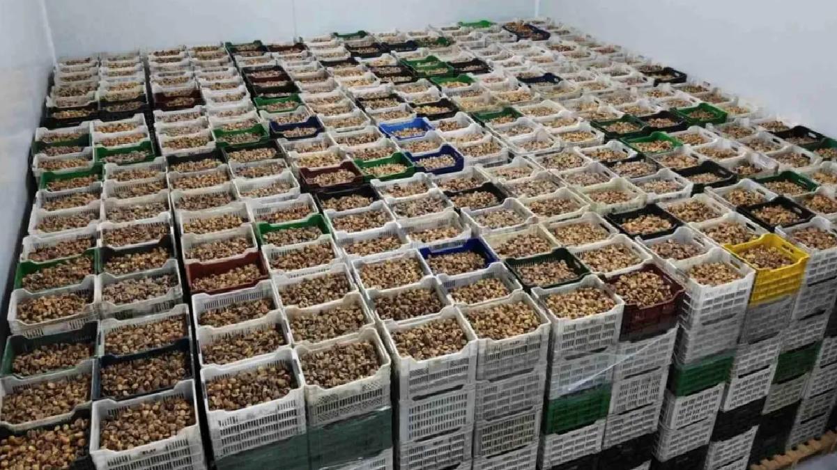 Kuru İncir İhracatı Yüzde 28 Arttı