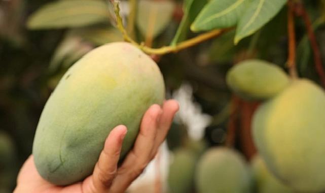 Lider Böcek’ten avokado ve mango hasadı