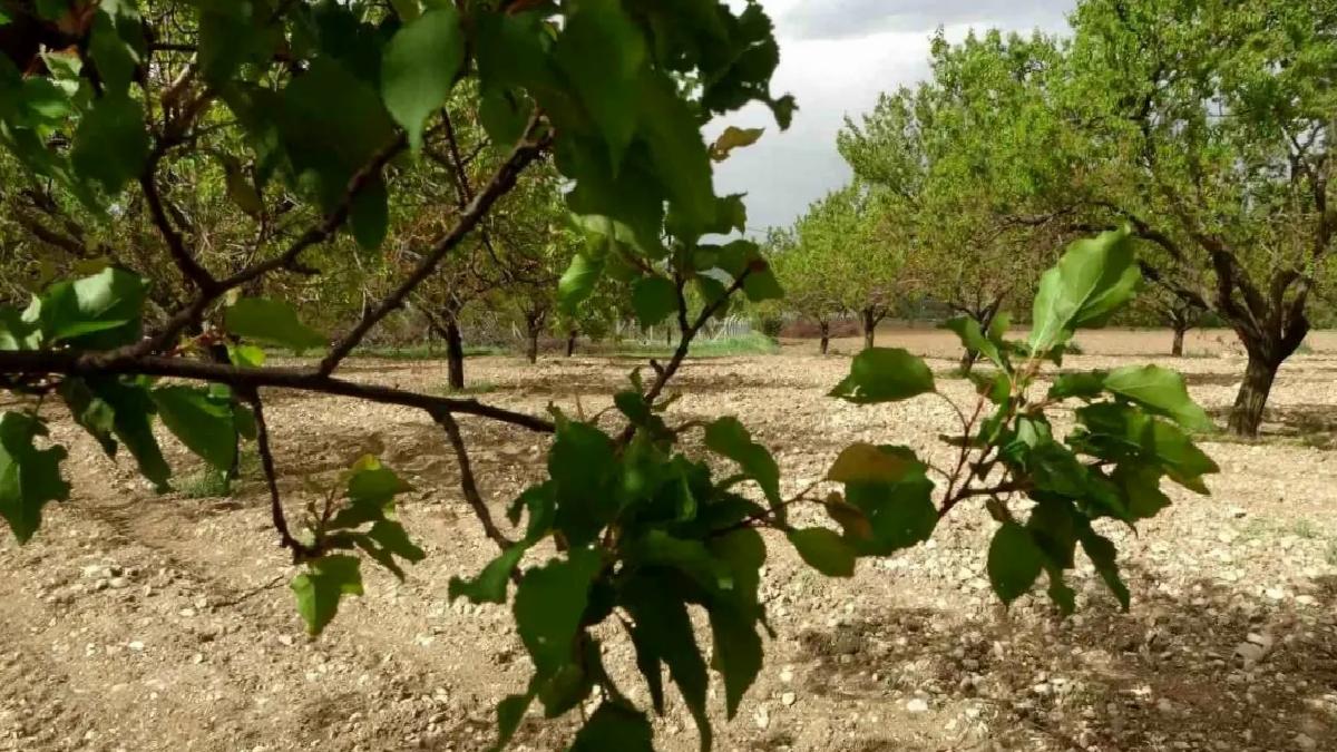 Malatya’da Kayısı Ağaçları Yine Yeşerdi