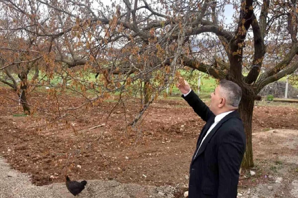 Malatya’da Zirai Don Tehlikesi
