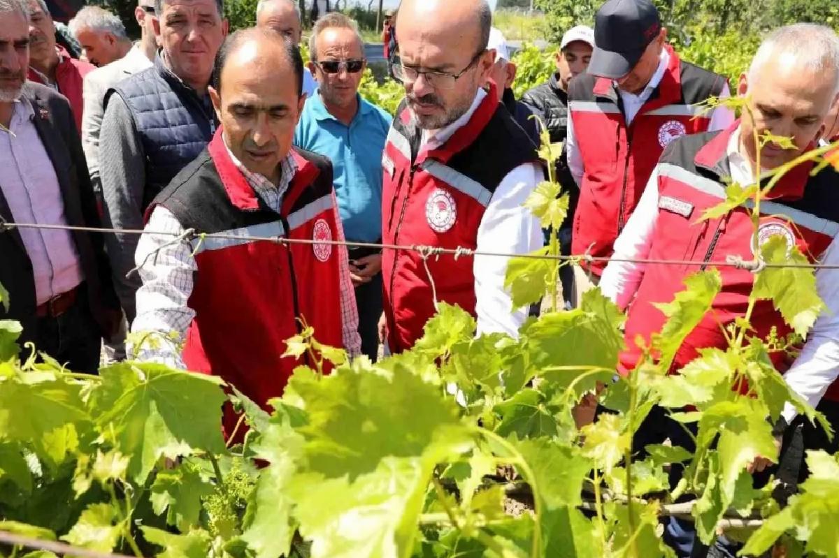Manisa’da zirai donun yaraları sarılıyor
