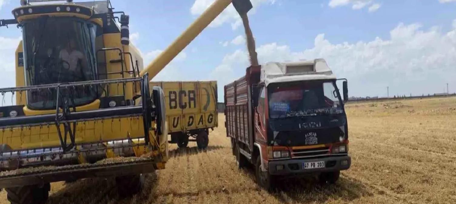 Mardin’de Birinci Buğday Hasadı