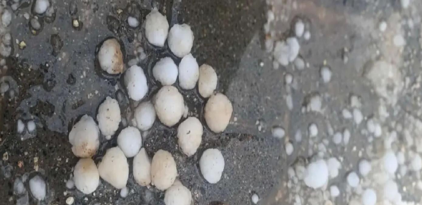Mardin’de Dolu Yağışı Tarımı Vurdu