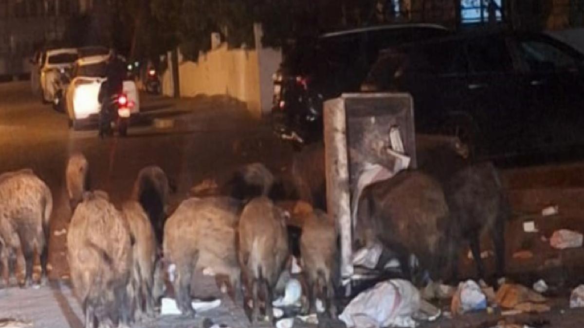 Marmaris’te çöpler toplanmıyor, yaban domuzları sokakları işgal etti