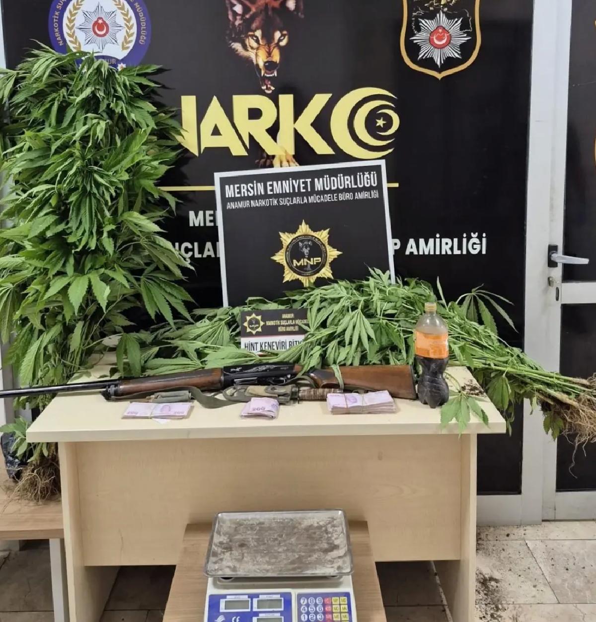 Mersin’de Hint Keneviri Yetiştiren Kuşkulu Tutuklandı