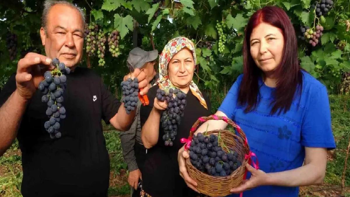 Mersin’de Kara Üzüm Hasadı Başladı