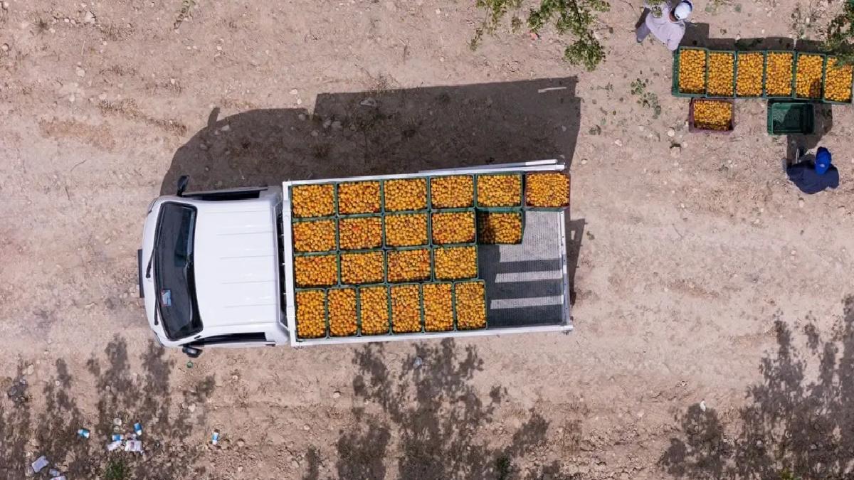 Mersin’de Kayısı Hasadı Başladı