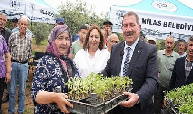 Milas Belediyesi, cet tohumlarını yaşatmak için üreticilere fide dağıtımı gerçekleştirdi