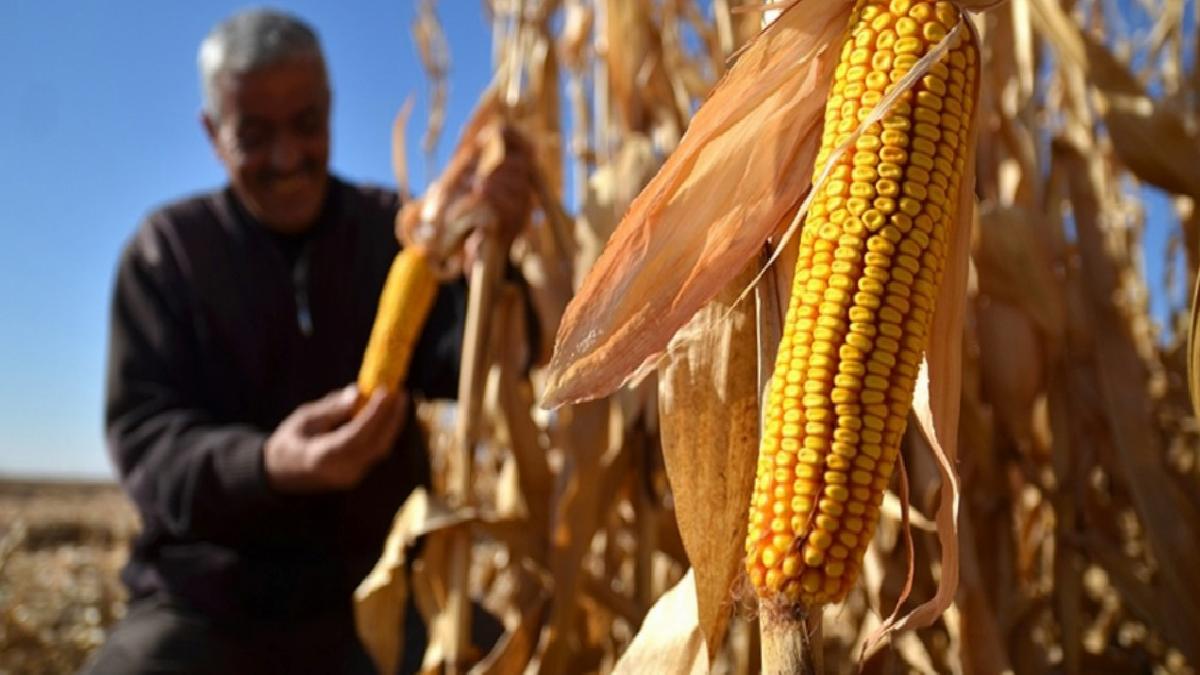 Mısır ithalatına 1 milyon tonluk tarife kontenjanı açıldı
