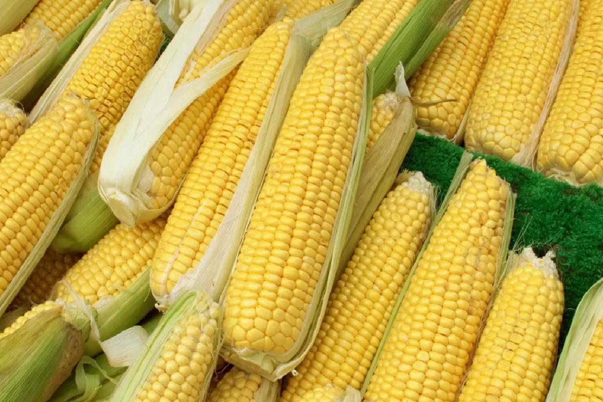 Mısır İthalatında 1 Milyon Ton Tarife Kontenjanı