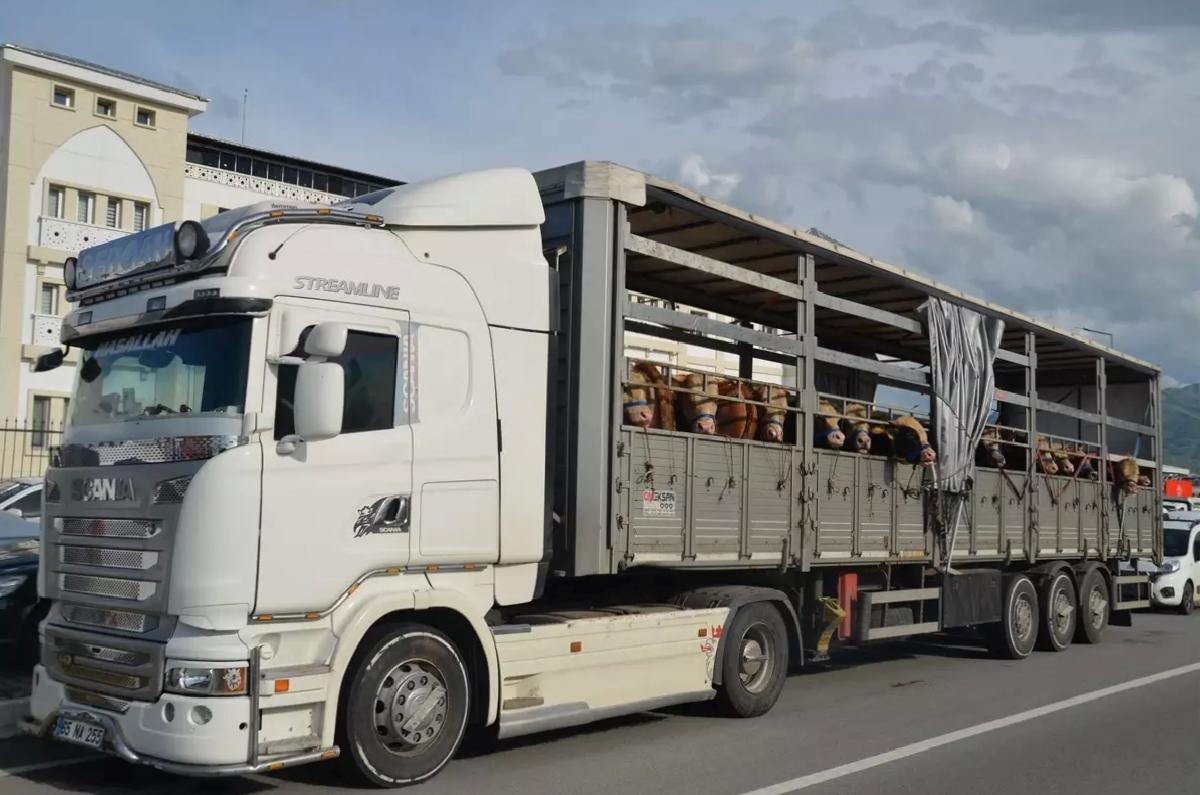 Muş’tan Kurbanlık Hayvan Sevkiyatı Başladı