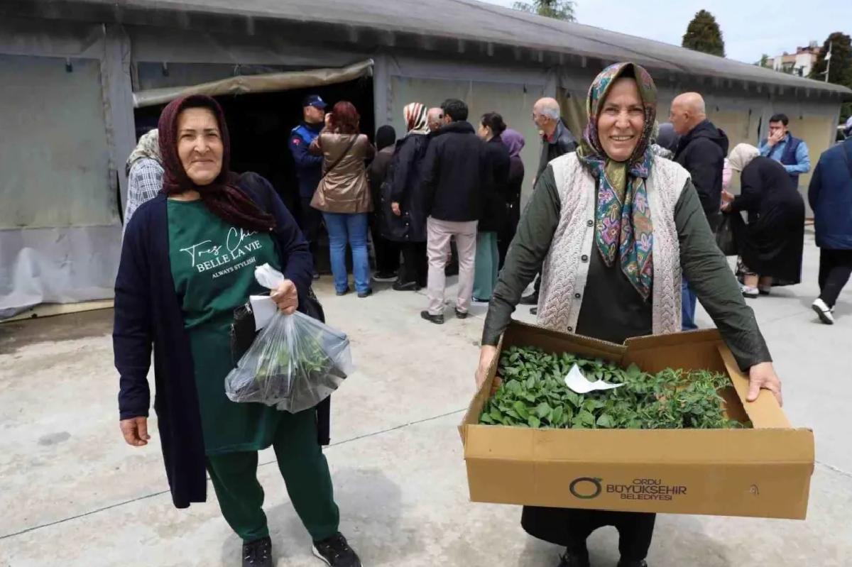 Ordu Belediyesi 380 Bin Fideyi Üreticilere Dağıtmaya Başladı