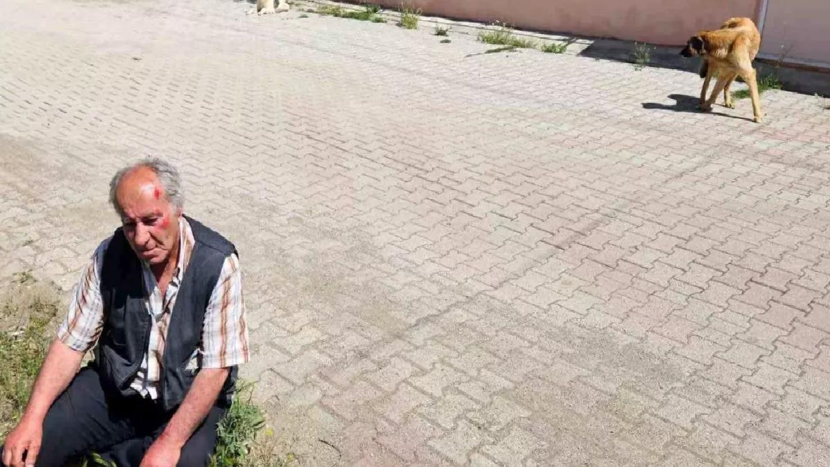 Salda Köyü’nde Yaşlı Adam Sokak Köpeklerinin Saldırısına Uğradı