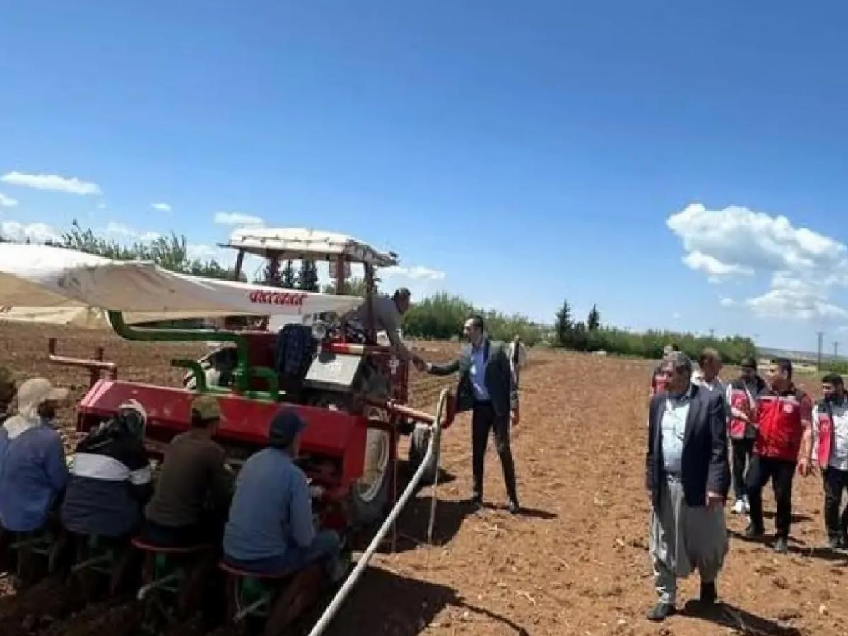 Samsat’ta Ege Tipi Tütün Ekimi Başladı
