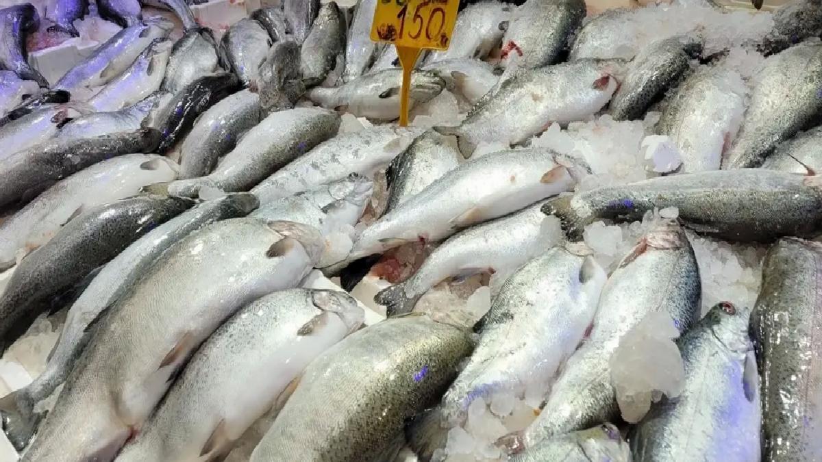 Samsun’da Somon Balığına Ağır İlgi