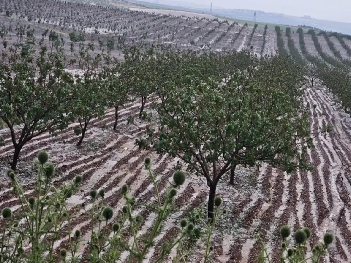 Şanlıurfa’da Dolu Tarım Alanlarına Ziyan Verdi