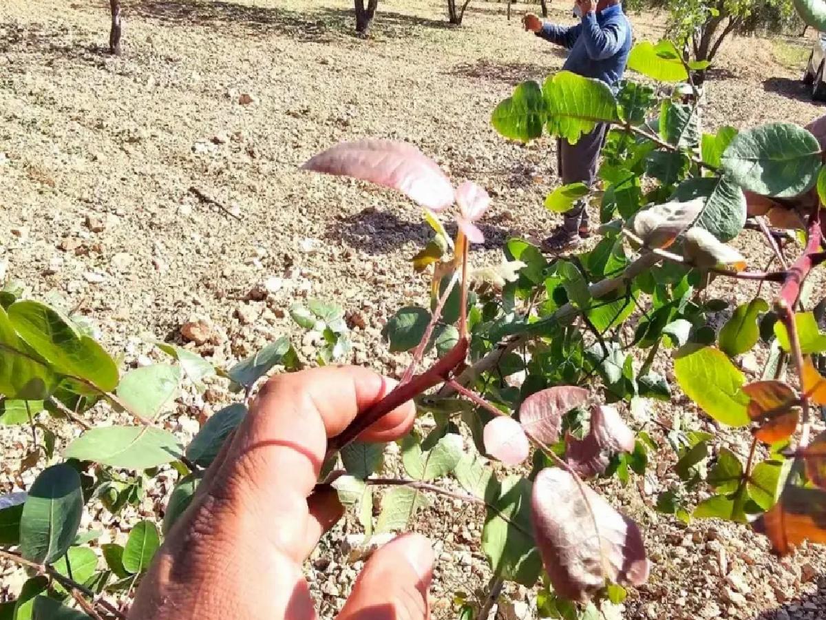 Şanlıurfa’da Fıstık Rekoltesi Düşüyor