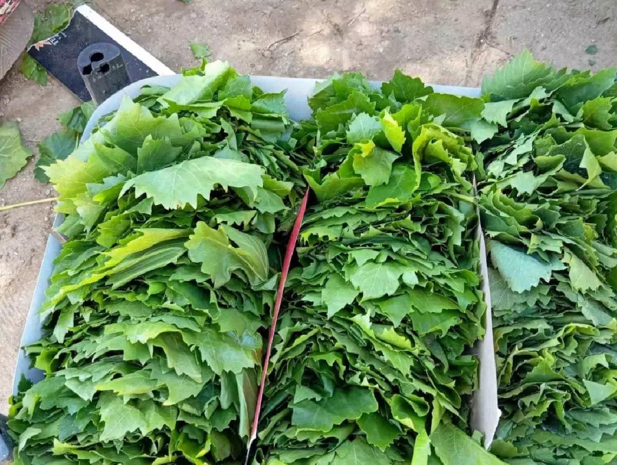Sarıgöl’de Bağ Yaprağı Dönemi Başladı