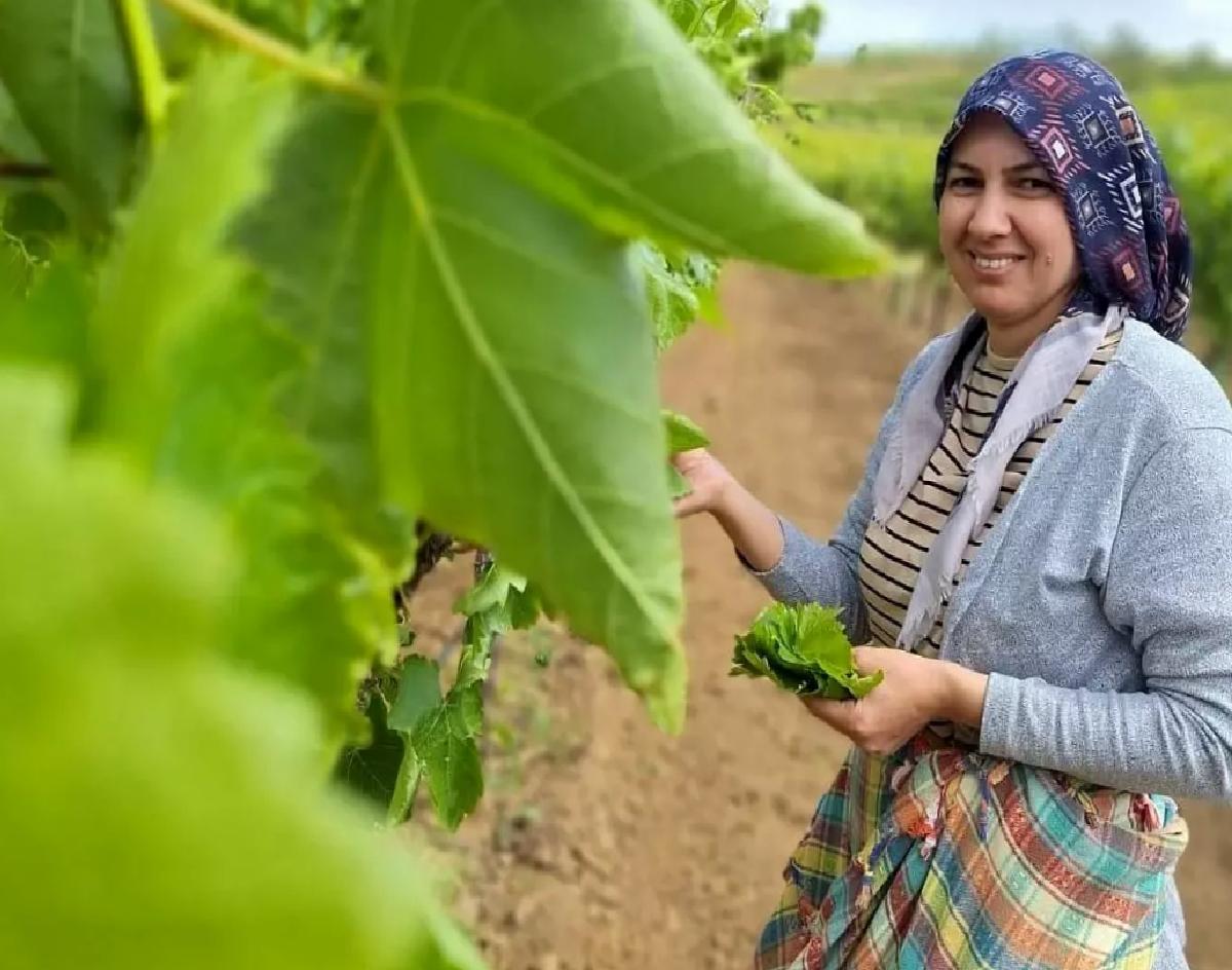 Sarıgöl’de Yaprak Toplama Dönemi Açıldı