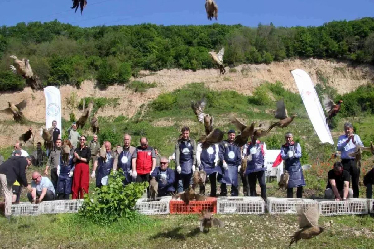 Sülünler Kahverengi Kokarcaya Karşı Tabiata Salındı