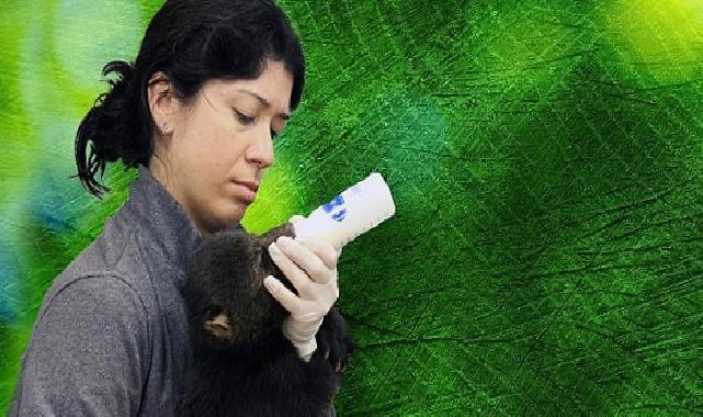 ‘Tampa’nın Sırları: Yırtıcı Taraf’, 5 Mayıs Pazartesi Günü 20.00’de National Geographic WILD Ekranlarında!