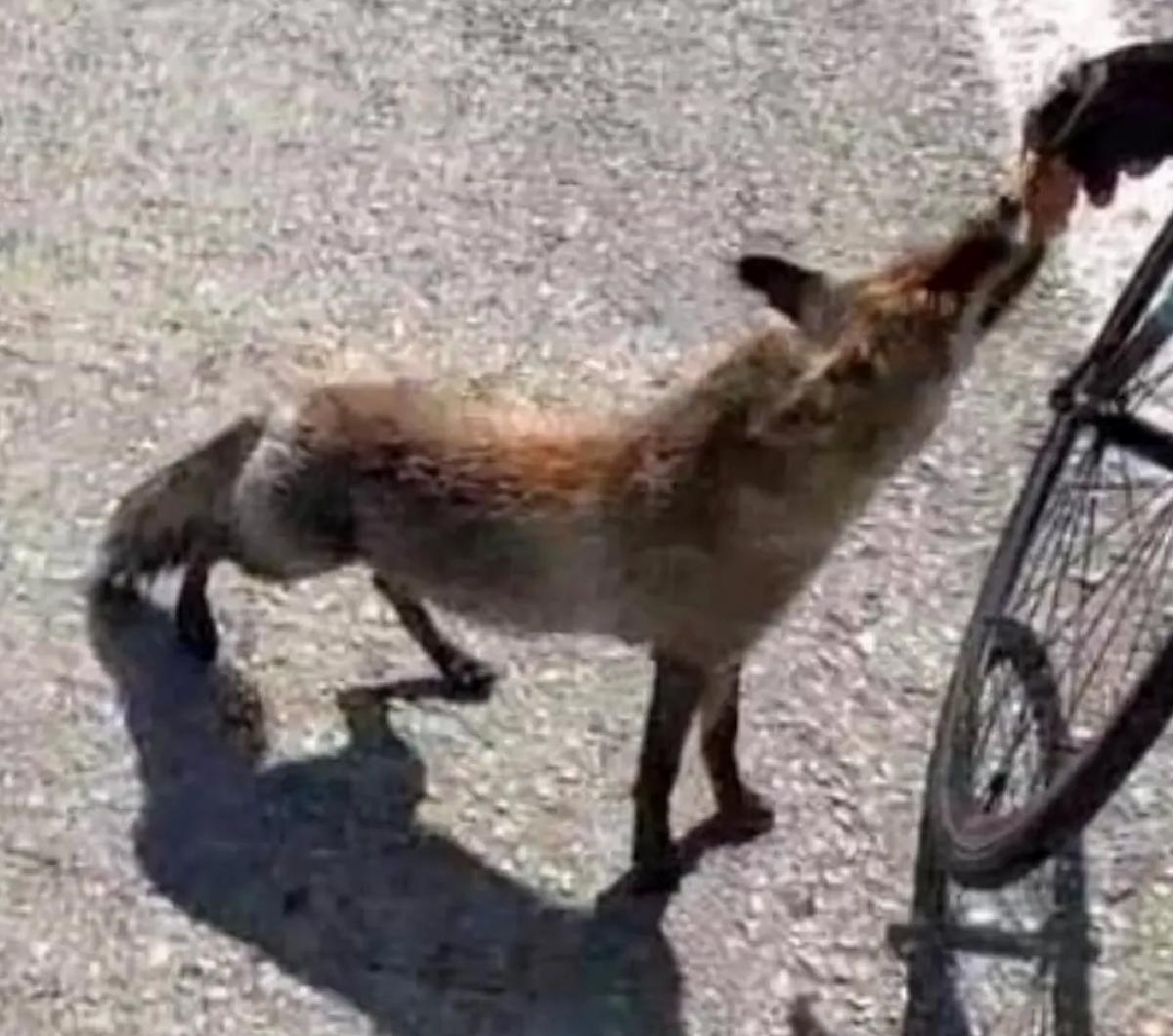 Tarihi yarımadanın maskotu olan tilki, atletin elinden beslendi