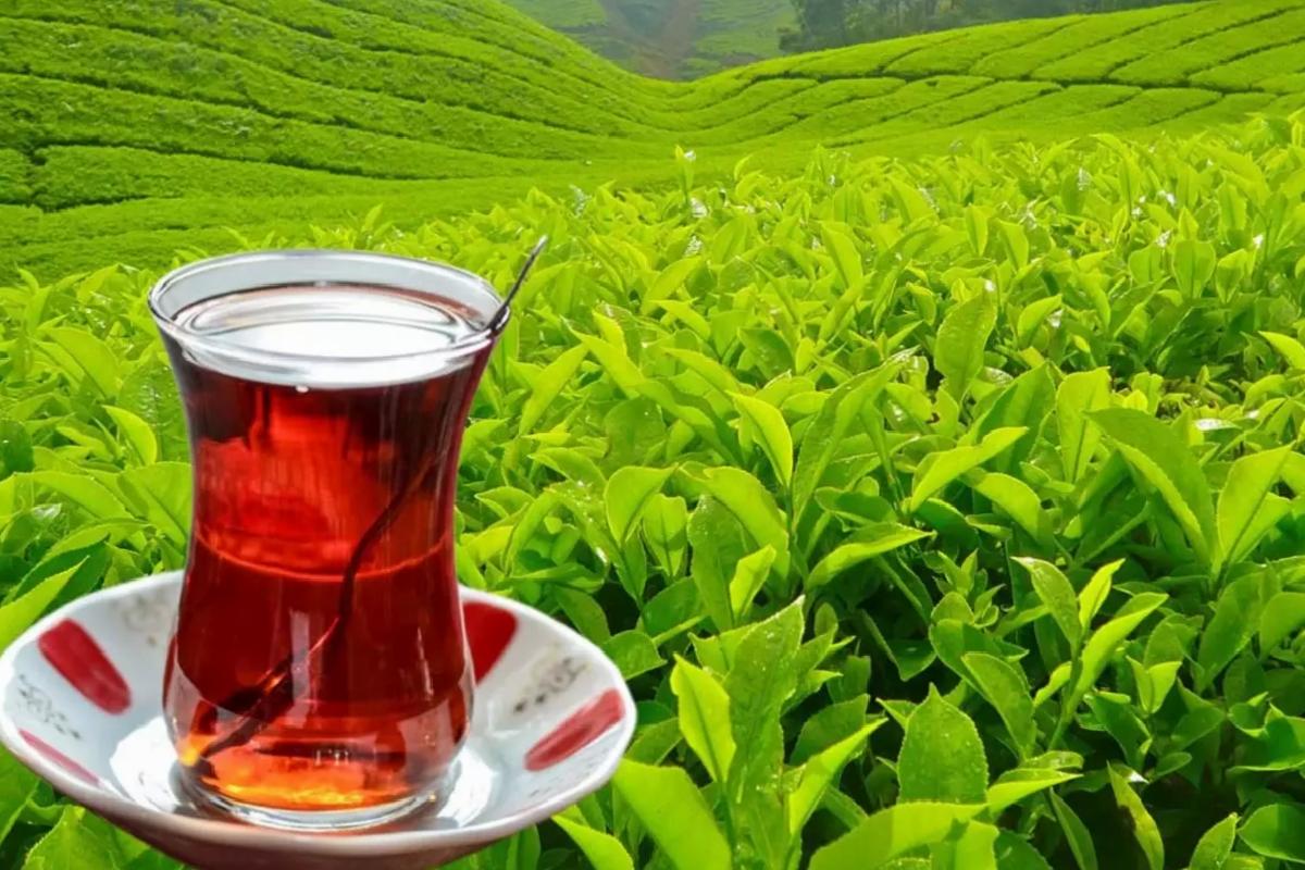 Tarım ve Orman Bakanlığı yaş çay alım fiyatını duyurdu