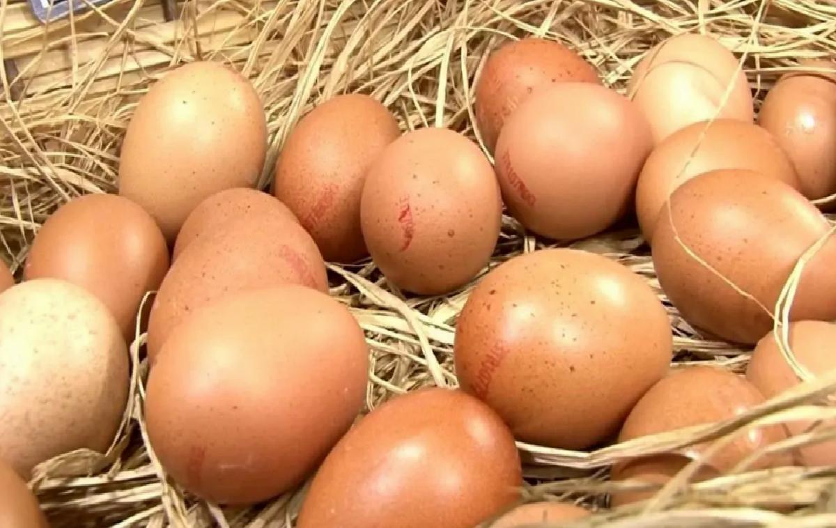 Tavuk Yumurtası Üretimi Azaldı