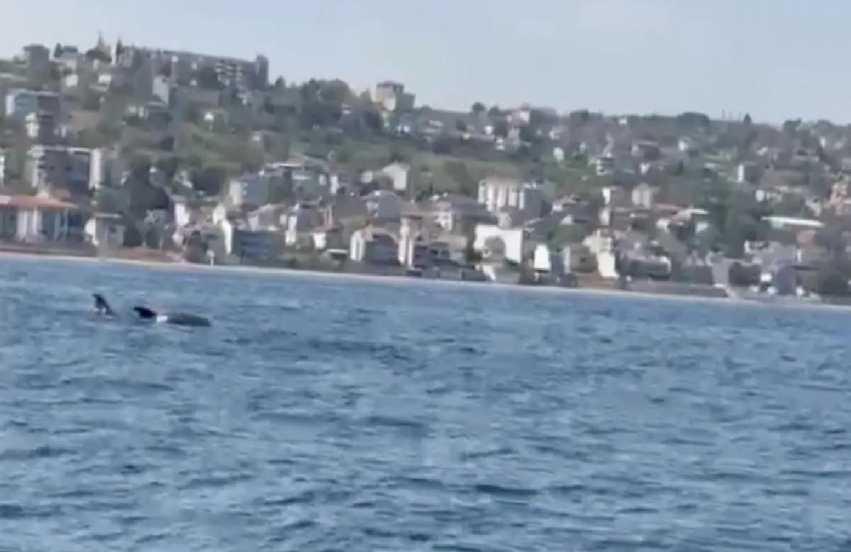 Tekirdağ’da Yüzen Yunuslar Görüntülendi