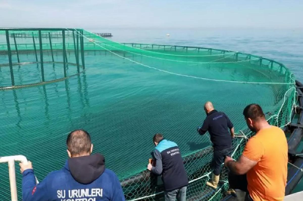 Trabzon’da Türk Somonu Stok Kontrolü