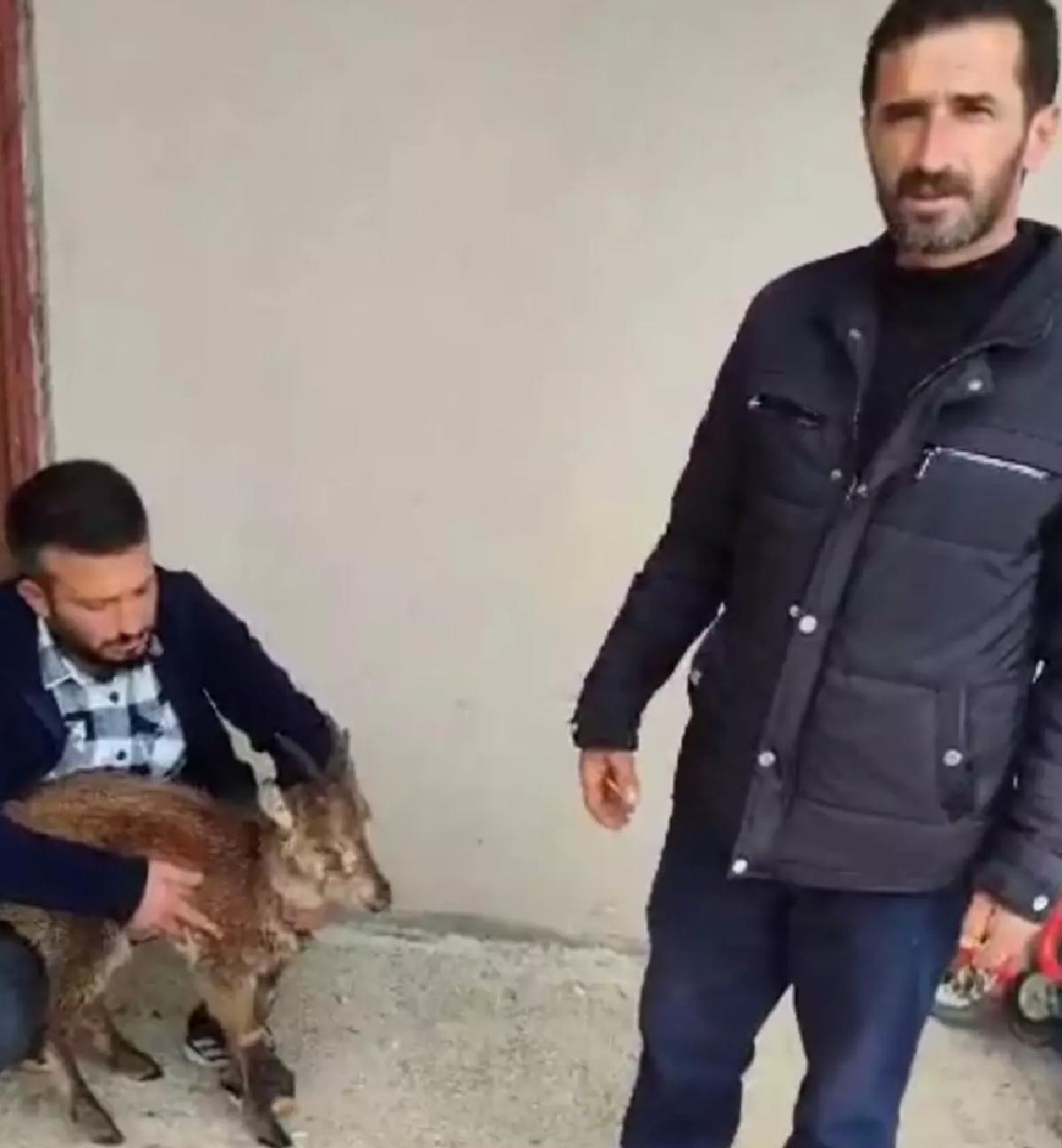 Yaralı Yaban Keçisi Kurtarıldı