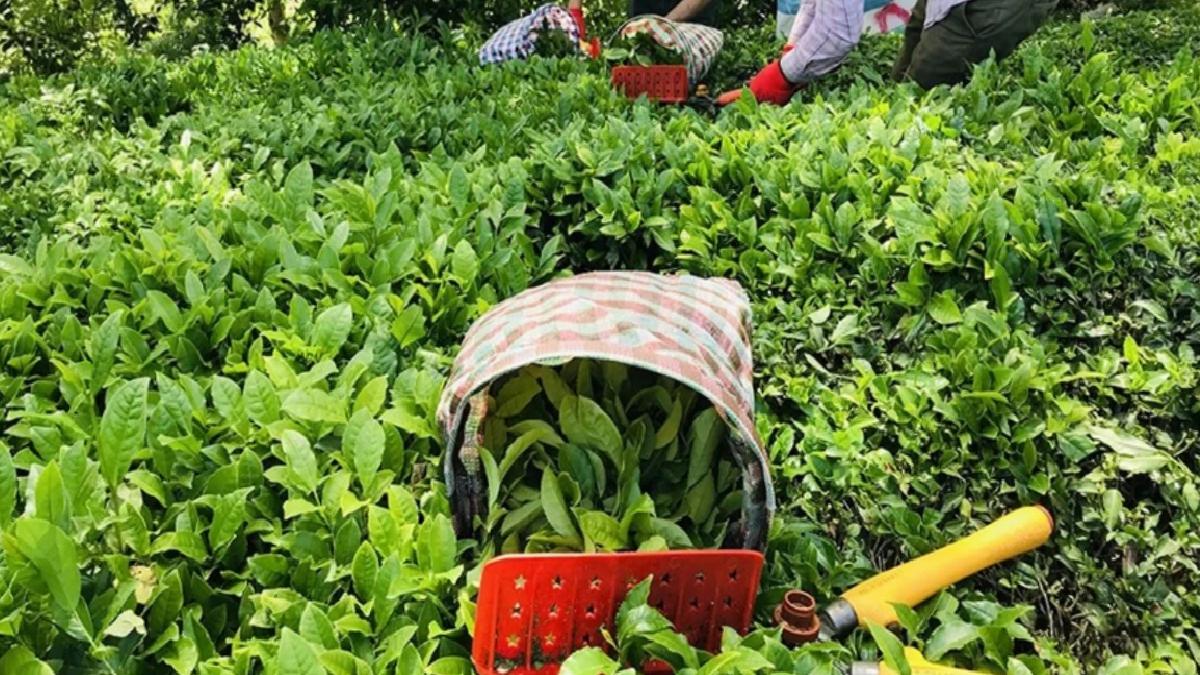 Yaş çay alım fiyatı belirli oldu